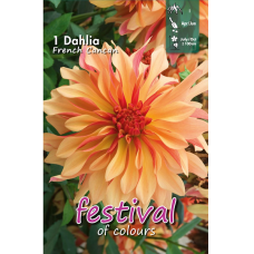 Dahlia Decorative, Koristedaalia 'French Cancan', 1 kpl
