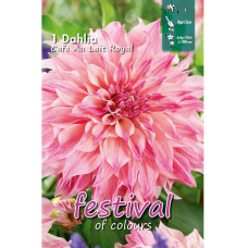 Dahlia Dinnerplate, Lautasdaalia 'Café au Lait Royal', 1 kpl. 