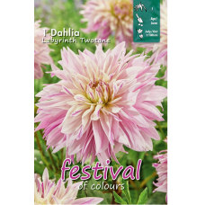 Dahlia Decorative, Koristedaalia 'Labyrinth Twotone', 1 kpl