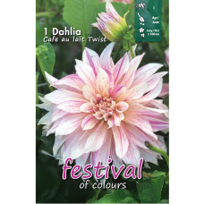 Dahlia Dinnerplate, Lautasdaalia 'Café au Lait Twist', 1 kpl