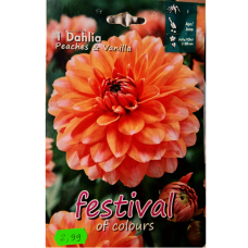 Dahlia Decorative Dwarf, Matalakasvuinen Koristedaalia 'Peaches and Vanilla' ALE - 60%!