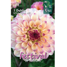 Dahlia Ball, Pallodaalia 'Wine Eyed Jill', 1 kpl