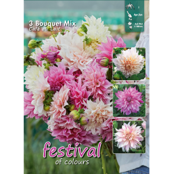 Dahlia Dinnerplate, Lautasdaalia 'Café au Lait Bouquet Collection', 3 kpl