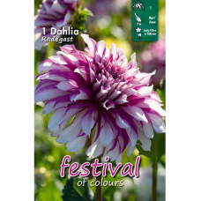 Dahlia Decorative, Suurikukkainen Koristedaalia 'Radegast', 1 kpl