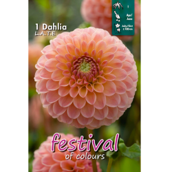 Dahlia ball, Pallodaalia 'L.A.T.E.', 1 kpl