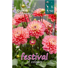 Dahlia Dwarf, Kääpiö daalia 'Melody Allegro', 1 kpl