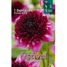 Dahlia Anemone, Vuokkodaalia 'Misses Amy', 1 kpl