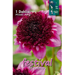Dahlia Anemone, Vuokkodaalia 'Misses Amy', 1 kpl ALE - 70%!