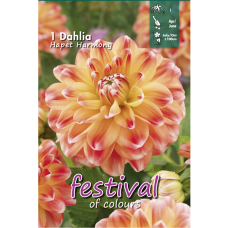 Dahlia Decorative, Koristedaalia 'Hapet Harmony', 1 kpl