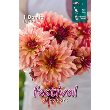 Dahlia Decorative, Koristedaalia 'Dorita', 1 kpl