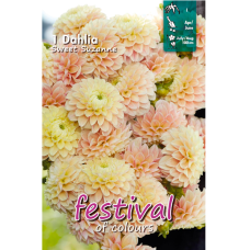 Dahlia Ball, Pallodaalia 'Sweet Suzanne'