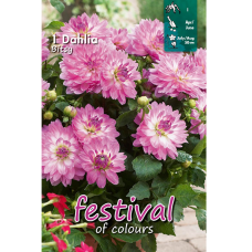 Dahlia Decovative, Koristedaalia 'Bitsy'