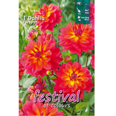 Dahlia Decorative, Koristedaalia 'Firepot'