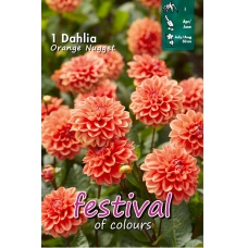  Dwarf Dahlia, Kääpiödaalia 'Orange Nugget'