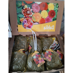 Dahlia  Mix, Daalia 8 kpl ALE - 50%!