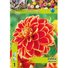 Dahlia Decorative, Koristedaalia 'Maxime', 1 kpl