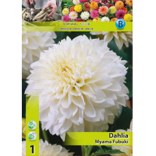 Dahlia, Daalia 'Myama Fubuki', 1 kpl