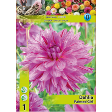 Dahlia Decorative, Koristedaalia 'Painted Girl', 1 kpl