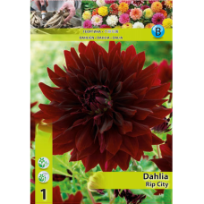 Dahlia Decorative, Koristedaalia 'Rip City', 1 kpl