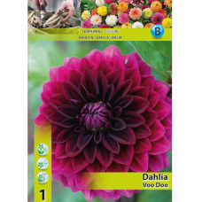 Dahlia Decorative, Koistedaalia 'Voo Doo', 1 kpl