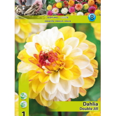 Dahlia Decorative, Koristedaalia 'Double Jill'