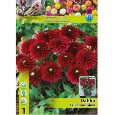 Dahlia, Border (Decorative), Koristedaalia 'Frivolous Glow', 1 kpl