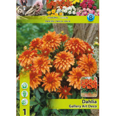 Dahlia Border, Decorative, Koristedaalia 'Gallery Art Deco', 1 kpl