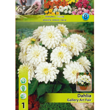 Dahlia Border, Decorative, Koristedaalia 'Gallery Art Fair', 1 kpl