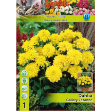 Dahlia Border, Decorative, Koristedaalia 'Gallery Cézanne', 1 kpl