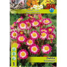 Dahlia Border, Daalia 'Sweetheart', 1 kpl