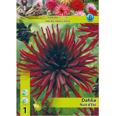 Dahlia Cactus, Kaktusdaalia 'Nuit d'ete', 1 kpl.