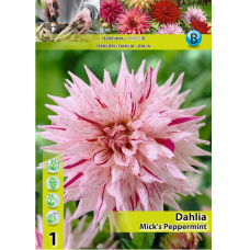 Dahlia Semicactus, Kaktusdaalia 'Mick's Peppermint'