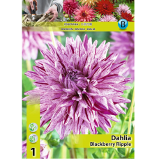 Dahlia Cactus, Kaktusdaalia 'Blackberry Ripple', 1 kpl