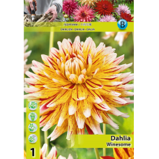 Dahlia, Daalia 'Winesome', 1 kpl