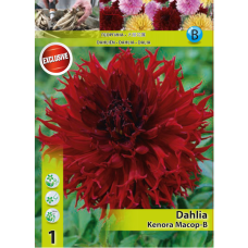 Dahlia Cactus, Kaktusdaalia 'Kenora Macop-B', 1 kpl