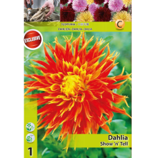 Dahlia Fringed, Daalia 'Show 'n' Tell',