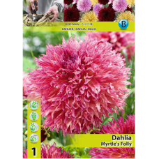 Dahlia Fimbriata, Daalia 'Myrtle's Folly', 1 kpl. 