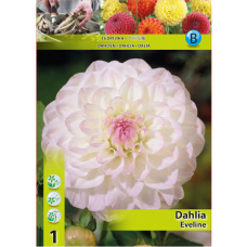 Dahlia Ball, Pallodaalia 'Eveline', 1 kpl. 