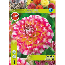Dahlia ball, Pallodaalia 'Hawaii NL', 1 kpl