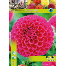 Dahlia Ball, Pallodaalia 'Sandra', 1 kpl. 