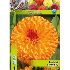 Dahlia Ball 'Sunny Boy', Pallodaalia, 1 kpl 