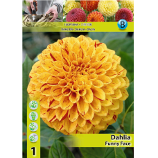 Dahlia Ball, Pallodaalia 'Funny Face', 1 kpl
