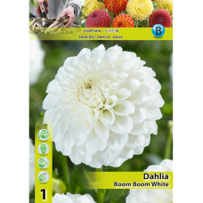 Dahlia Ball , Pallodaalia, 'Boom Boom White', 1 kpl 