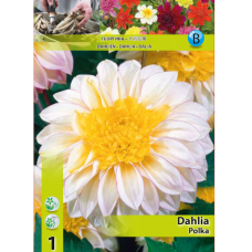 Daalia Anemone, Vuokkodaalia 'Polka', 1 kpl