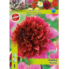 Danlia Anemone, Vuokkodaalia 'Mambo'