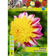 Dahlia Anemone, Vuokkodaalia 'Boogie Woogie', 1 kpl