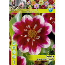 Dahlia Colarette, Kaulusdaalia 'Impression Fabula', 1 kpl