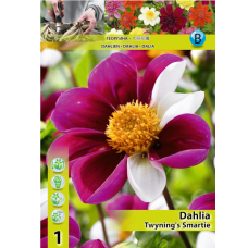 Dahlia Single-flowered, Daalia 'Twyning's Smartie', 1 kpl