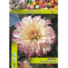 Dahlia Dinnerplate, Lautasdaalia 'Ferncliff Illusion'