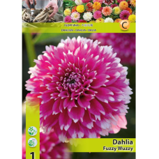 Dahlia Fimbriata, Daalia 'Fuzzy Wuzzy', 1 kpl